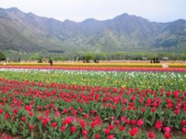 Special Kashmir